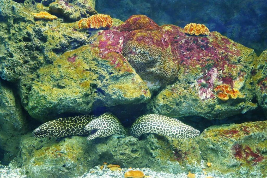 Symphony Of The Sea Hotel Bangsaen Zewnętrze zdjęcie